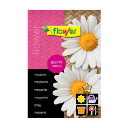 SEMILLA MARGARITA GIGANTE BLANCA